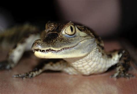 Can you have a crocodile as a pet in the UK?