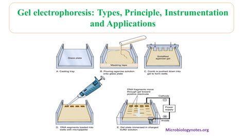 Gel electrophoresis: types, principles, instrumentation and applications ~ Microbiology Notes