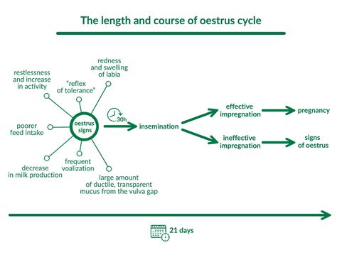 How to detect oestrus cycles effectively? Silent oestrus in dairy cows. | e-stado.net