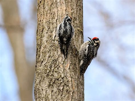 Yellow-bellied Sapsucker Range, Habitat + Distribution | Birdfact