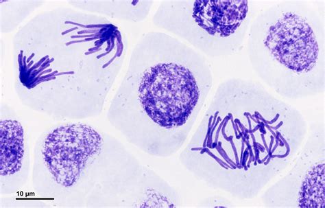 Mitosis - Stages - Prophase - Metaphase - TeachMePhysiology