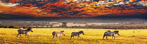 Rwanda Safari | Rwanda Trips | Safari In Rwanda