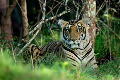 A shy Sub adult tiger