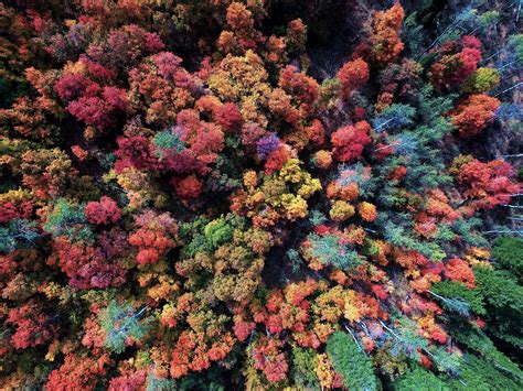 Forest Aerial View 4k Wallpapers - Wallpaper Cave