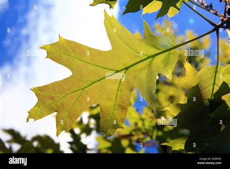 Botany oak hi-res stock photography and images - Alamy