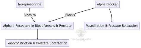 Pharmacology of Alpha-Blockers | Pharmacology Mentor