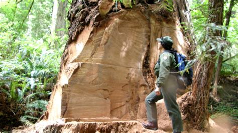 California Redwood Trees Face Poacher Threat - NBC News