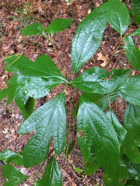 Sassafras (Sassafras albidum) – Seashore to Forest Floor