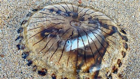 He found it almost intact inside a dead jellyfish on a beach (PHOTO) | Maritime Herald