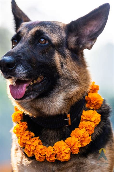 Kukur Tihar | Dog Festival in 2024 | Nepal, Festival, Dogs