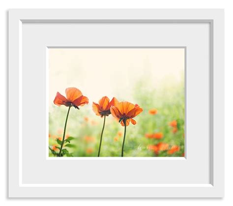 Poppy Photography / Poppies, Nature Photography, Botanical Photography ...