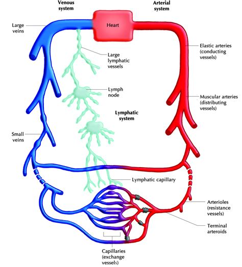 Composition of lymph fluid