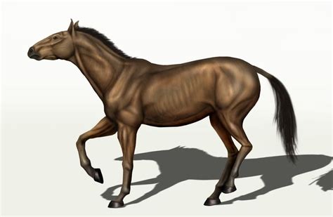 Equus (genus) - Alchetron, The Free Social Encyclopedia