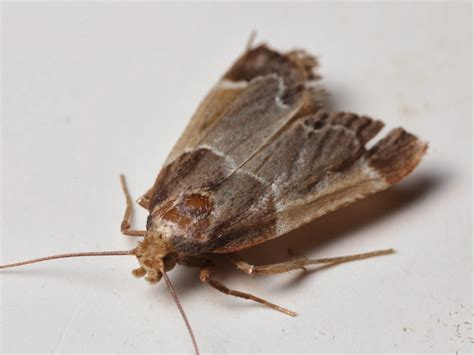 Insects in the City: Running from Little Brown Moths