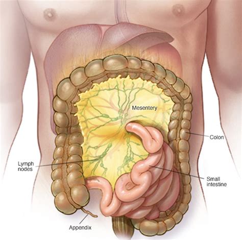 Mesenteric Lymphadenitis - Causes, Symptoms, Prognosis & Treatment