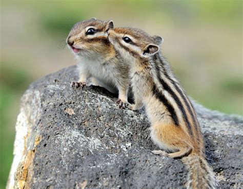 Chipmunk kisses. | Cute animals, Animals beautiful, Animals wild