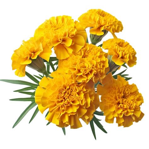 Premium Photo | Yellow marigold flowers bouquet isolated on white ...