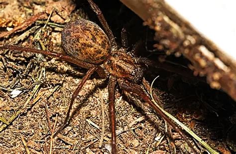 Hobo Spider - Description, Habitat, Image, Diet, and Interesting Facts