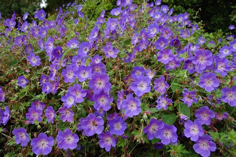 Geranium 'Rozanne' | FarOutFlora | Flickr