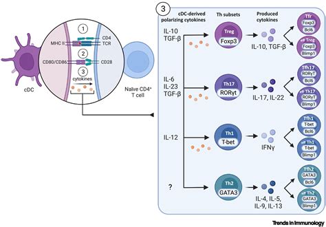 A model of Th2 differentiation based on polarizing cytokine repression: Trends in Immunology