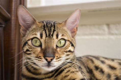 Bengal Cat Price Guide - How Much Do Bengals Really Cost?