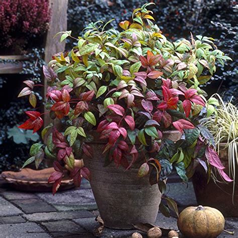 Nandina domestica Firepower - Sacred/Heaven Bamboo, Firepower; Plant in ...