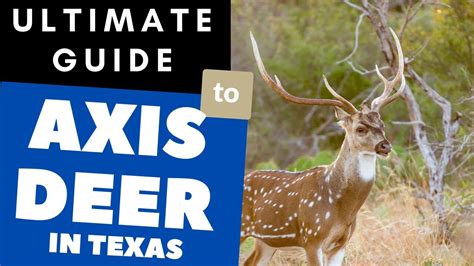 Axis Deer in Texas - The Ultimate Guide to Axis Diets, Hunting, and ...