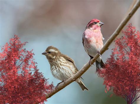 Purple Finch Nesting (All You Need To Know) | Birdfact