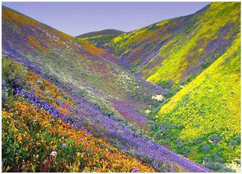 Valley of Flowers Trek with Badrinath and Tajmahal, Valley of Flowers Trekking, Valley of ...