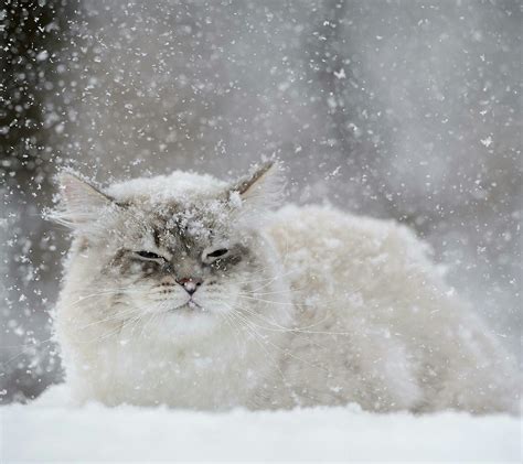 cat snow flakes Wallpapers HD / Desktop and Mobile Backgrounds