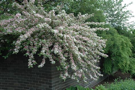 Dwarf Variegated Weigela (Weigela florida 'Nana Variegata') in ...