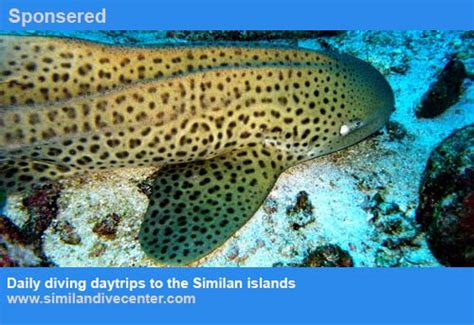 Similan islands information : Sea star - Similan Islands Diving Guide ...