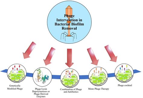 BACTERIOPHAGES AS AN ALTERNATIVE THERAPY | IDR