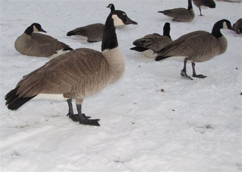 Giant Canada Geese — BBA