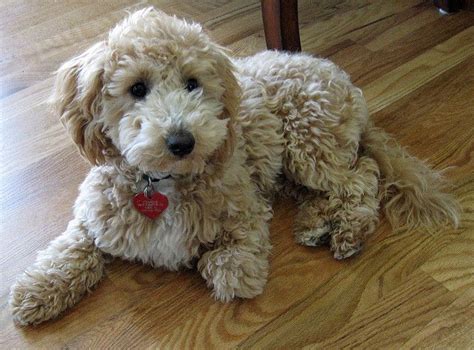 Charlie: My Poochon Puppy | Poochon puppies, Poochon dog, Poodle dog