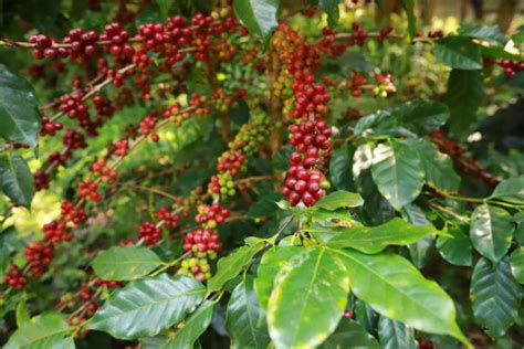 Cafe Robusta: Descubre el Potente Sabor del Café - CafedelJardin