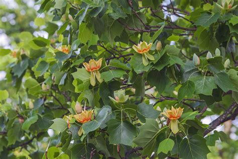 Tulip Poplar – Chestnut Hill Outdoors