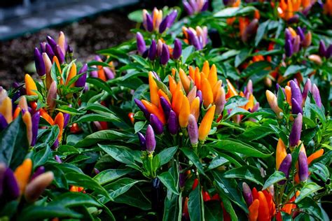 The Prettiest Ornamental Peppers You Should Grow