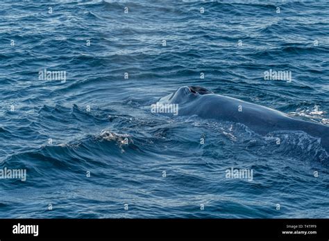 Blue whale (Balaenoptera musculus) lunge feeding off the coast of Baja ...