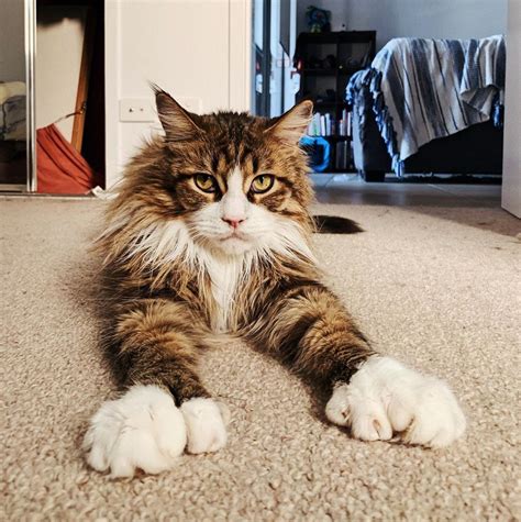 Toe Beans Galore: 6 Facts About Polydactyl Cats – Meowingtons