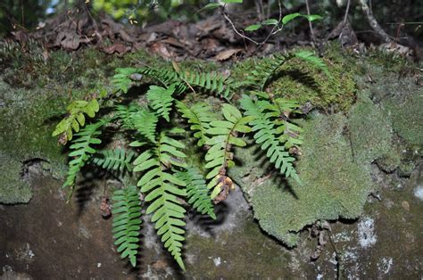 Common Polypody | Common Polypody (Polypodium virginianum), … | Flickr