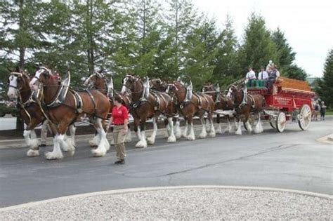 Famed Budweiser Clydesdales make appearance in Manistee - Big Rapids Pioneer