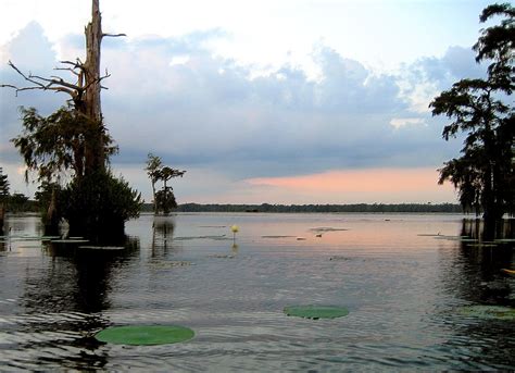 Living Rootless: Louisiana: Lake Martin, Late Summer, #2