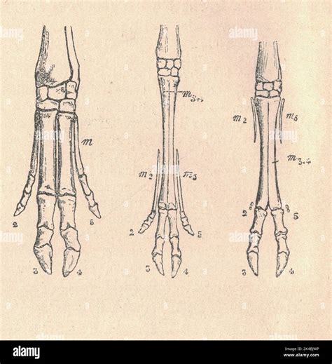 Pig anatomy skeleton bones hi-res stock photography and images - Alamy