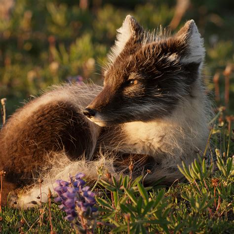 Arctic Fox Wildlife