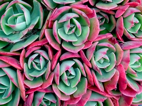 "Pink And Green Succulent Flowers" by kahoutek24 | Redbubble