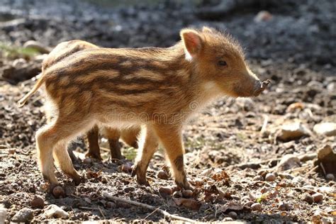 Piglet stock image. Image of hunting, tiny, bristly, young - 53155253