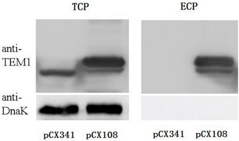 Cytomembrane positioning signal peptide and coding sequence and ...