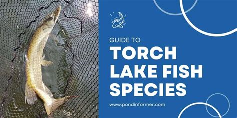 List of Fish Species in Torch Lake, Michigan (Updated) - Pond Informer