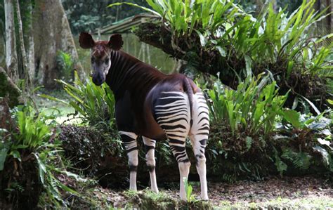 Tusk | Okapi Conservation Project